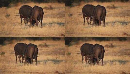 两只大水牛，Syncerus caffer在Sabi Sands pri的金光下摔跤并争夺统治地位高清在线视频素材下载