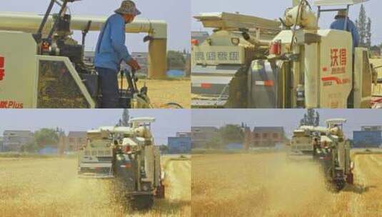 农村农田田野农民开收割机收割金黄麦穗高清在线视频素材下载