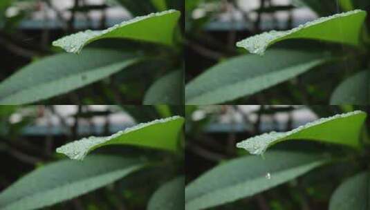 雨天水滴滴水大自然绿色树叶高清在线视频素材下载