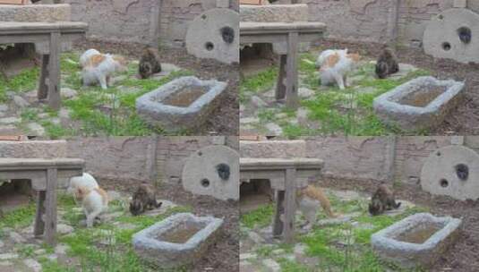 猫在院子聚集吃草老城区民宿高清在线视频素材下载