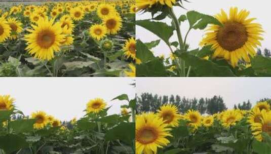 美丽的向日葵高清在线视频素材下载