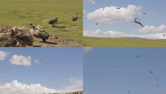 C翱翔的秃鹫4K实拍视频高清在线视频素材下载