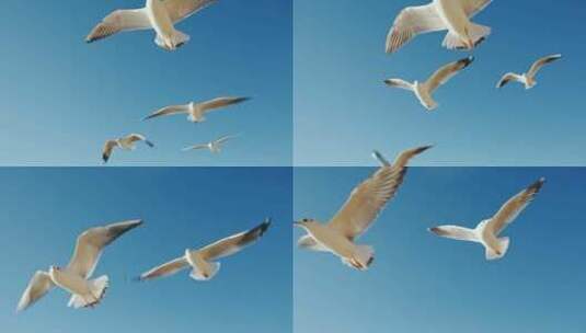 大理洱海边红嘴海鸥高清在线视频素材下载