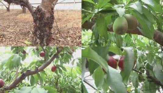 桃树 桃胶 桃子 水果 果树高清在线视频素材下载