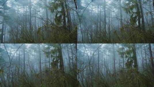 迷雾森林高清在线视频素材下载