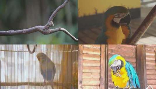 [合集]蓝黄金刚鹦鹉蓝金金刚鹦鹉虎皮鹦鹉高清在线视频素材下载