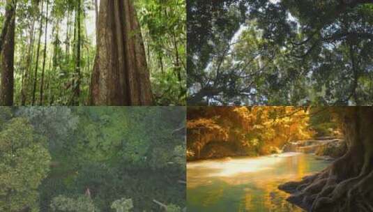 【合集】森林 热带雨林 树木 光线高清在线视频素材下载
