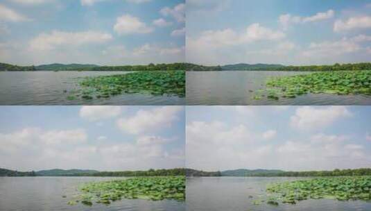 杭州西湖花港公园夏天荷花高清在线视频素材下载
