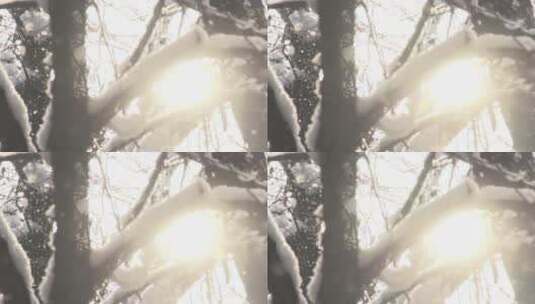冬天白色飘落带树干上高清在线视频素材下载