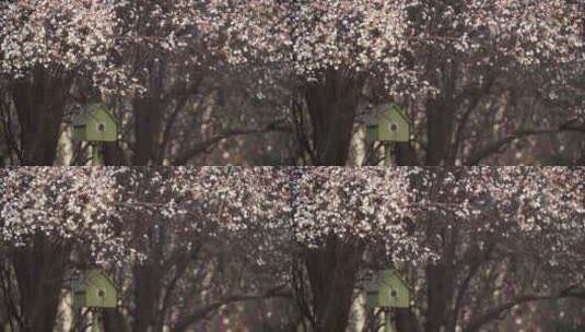春天的花树下一个鸟窝春天风景公园花朵盛开高清在线视频素材下载