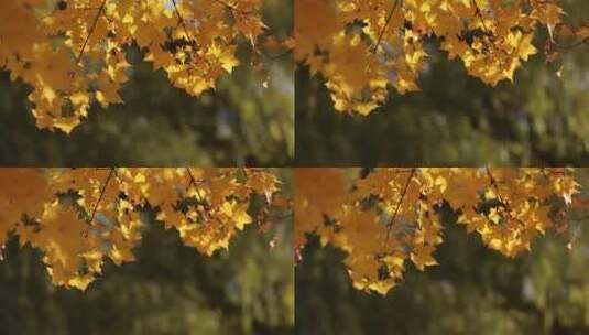 北京秋冬银杏枫叶治愈系风景视频高清在线视频素材下载