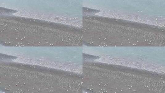 冬季长江小天鹅赤麻鸭栖息沙洲江滩航拍视频高清在线视频素材下载
