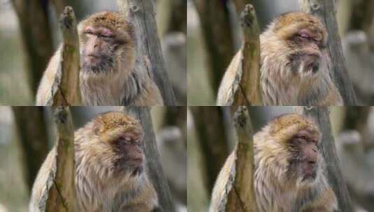 在树枝上吃东西的猴子高清在线视频素材下载