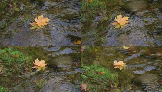 秋天枫叶在溪流里漂流高清在线视频素材下载