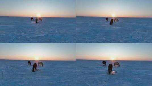 呼伦贝尔冬天的草原马群1439高清在线视频素材下载