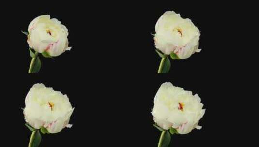盛开的白玫瑰高清在线视频素材下载