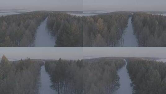 穿越牙克石冬日两排树木高清在线视频素材下载