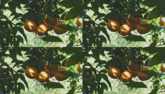 广西沃柑橘子实拍高清在线视频素材下载