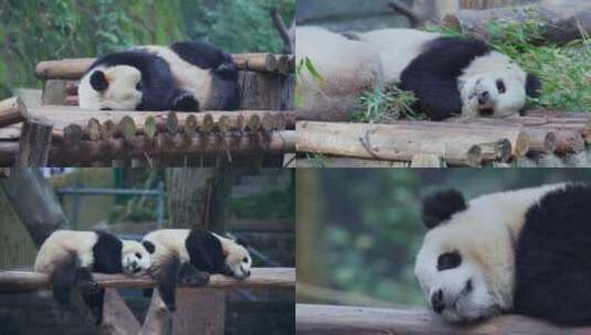 大熊猫睡姿百态视频合集高清在线视频素材下载