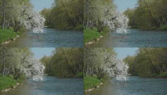 花树弯在水面上的景色高清在线视频素材下载