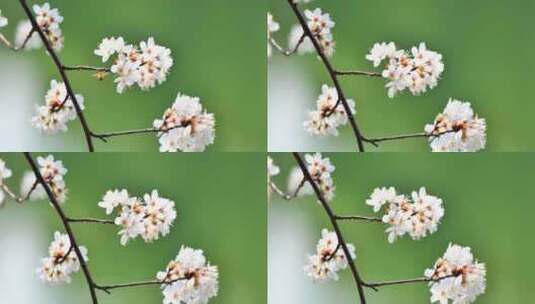 4k池塘边的樱花花簇特写升格高清在线视频素材下载