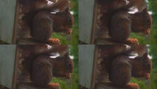松鼠用爪子抓着花生吃，啃着野生动物特写镜高清在线视频素材下载