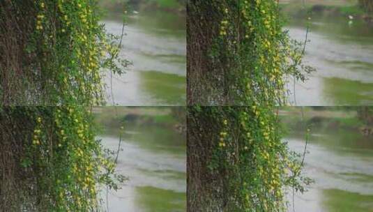 春天河岸盛开的迎春花小黄花实拍片段高清在线视频素材下载