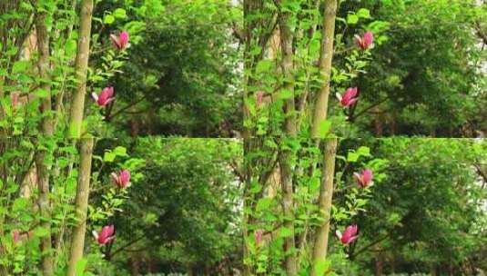 春天粉色的玉兰花开实拍高清在线视频素材下载