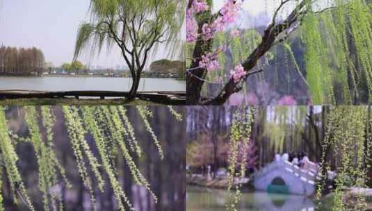 （合集）春风吹动樱花湖边发芽的垂柳高清在线视频素材下载