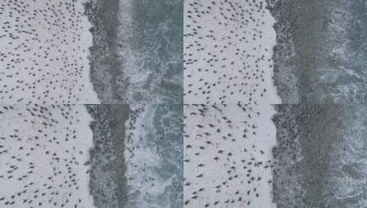 变焦无人机飞越企鹅殖民地。南极洲高清在线视频素材下载