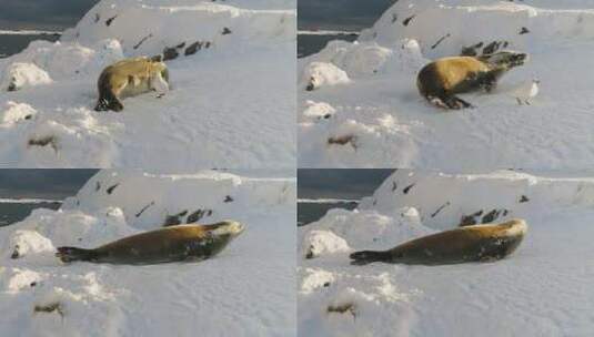 南极洲雪堆中躺着的威德尔海豹高清在线视频素材下载