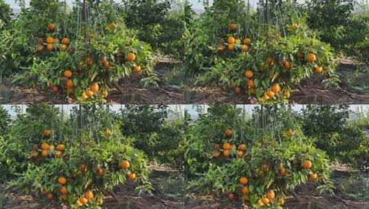 沃柑脐橙橘子树橙子果实果园高清在线视频素材下载