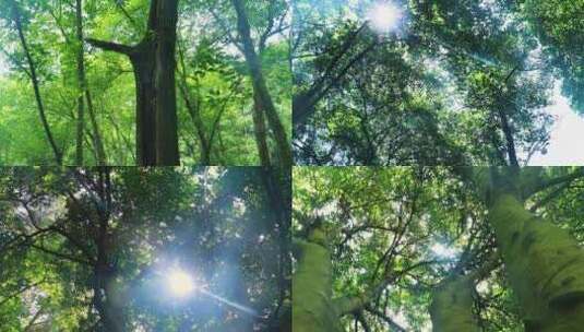 古树、森林、老树、植物、大自然、阳光高清在线视频素材下载
