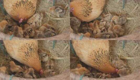 农村家禽散养老母鸡刚出生的小鸡苗高清在线视频素材下载