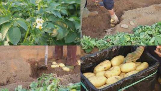 三农 农业 农村 蔬菜 丰收 黄土豆高清在线视频素材下载