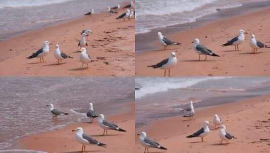 海滩沙滩上的海鸥高清在线视频素材下载