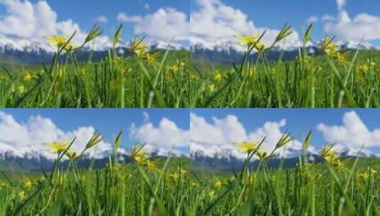 新疆伊犁大草原上的野花延时高清在线视频素材下载