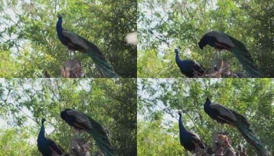 绿孔雀雄孔雀美丽的鸟类高清在线视频素材下载