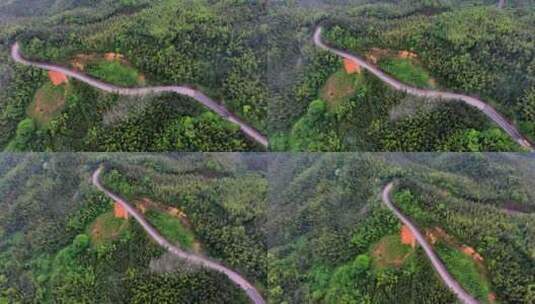 汽车行驶在竹林竹海间的山路上高清在线视频素材下载