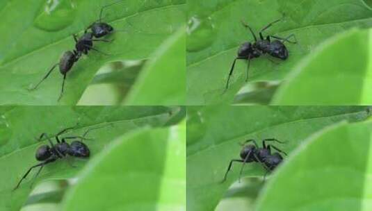 黑蚂蚁在绿色树叶上爬行的微距慢动作高清在线视频素材下载