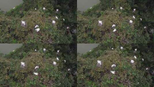 白鹭栖息航拍高清在线视频素材下载