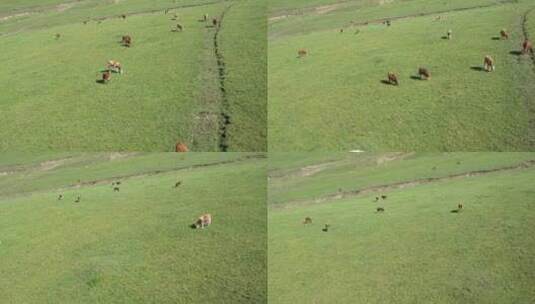 内蒙古呼和浩特大草原上吃草的牛群高清在线视频素材下载