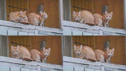 警告壁架上的姜猫高清在线视频素材下载