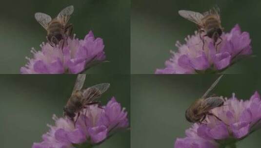 悬停苍蝇，花苍蝇，Syrphid苍蝇，昆高清在线视频素材下载