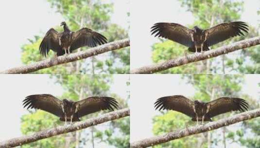 黑鹫，翅膀，鸟，哥斯达黎加高清在线视频素材下载