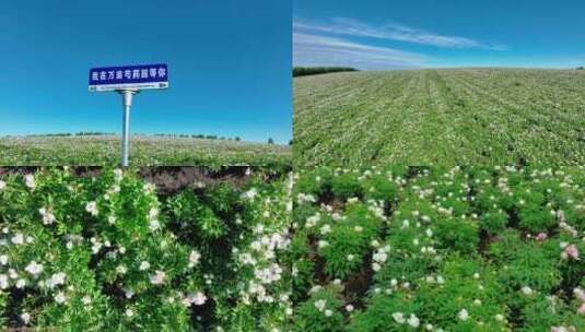 芍药花海田野中草药种植高清在线视频素材下载