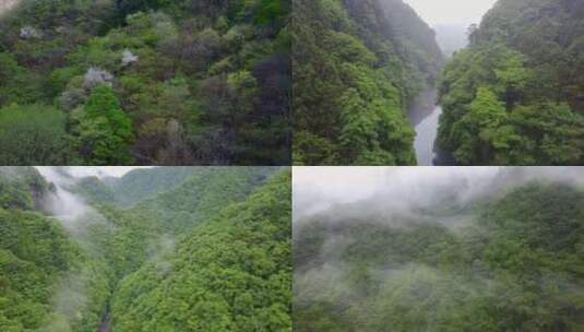 雨后贵州大山森林云雾树林溪流生态高清在线视频素材下载