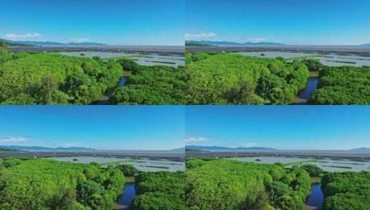 广东红树林湿地 海边红树林 栖息地航拍高清在线视频素材下载