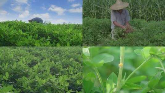 老农花生地+花生长势对比4k高清在线视频素材下载