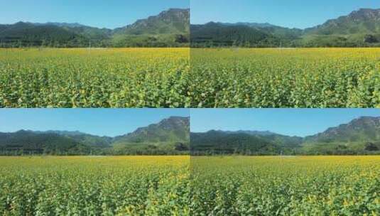 4K航拍向日葵花海    田野 农业种植高清在线视频素材下载